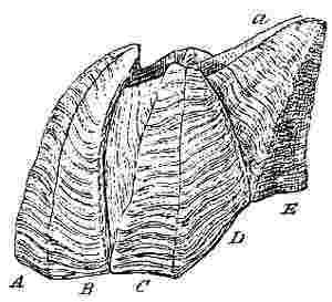 Pachylasma aurantiacum.