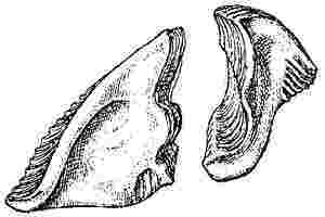 Octomeris angulosa, scutum and tergum.