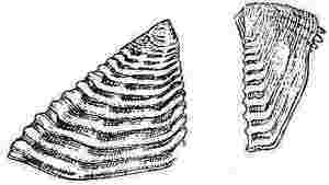 Octomeris brunnea, scutum and tergum.