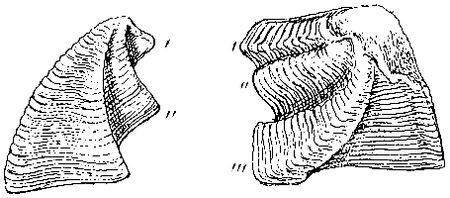 Verruca lævigata, scutum and tergum.