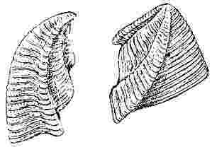 Verruca prisca, scutum and tergum.