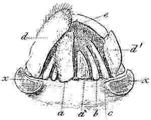 Balanus perforatus, mouth.