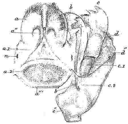 Coronula balænaris, mouth.