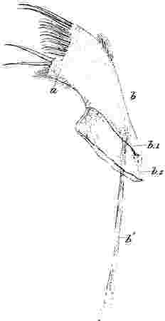 Balanus amaryllis, maxilla.