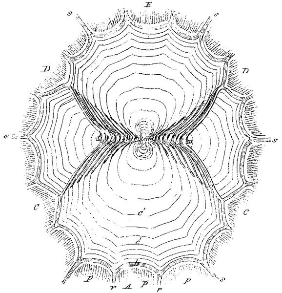 Coronula balænaris, cementing apparatus.