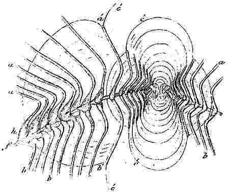 Coronula balænaris, cementing apparatus.