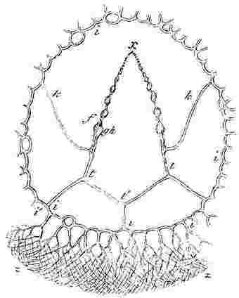 Balanus tintinnabulum, cementing apparatus.