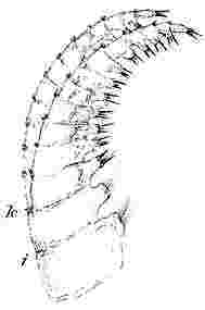 Xenobalanus globicipitis, sixth cirrus.