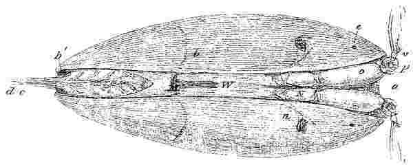 Pupa, ventral surface.