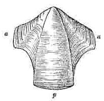 Compartment as carina or rostrum.