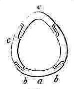 Sections of shell of Tetraclita.