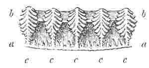 Basal edge of wall.