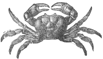 A SEA-CRAB.