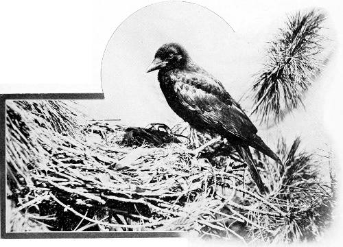 Taken in Oregon. Photo by Bohlman and Finley. WESTERN CROW AT NEST.