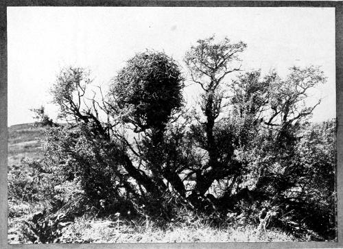 Taken in Yakima County. Photo by the Author. NEST OF MAGPIE IN GREASEWOOD.