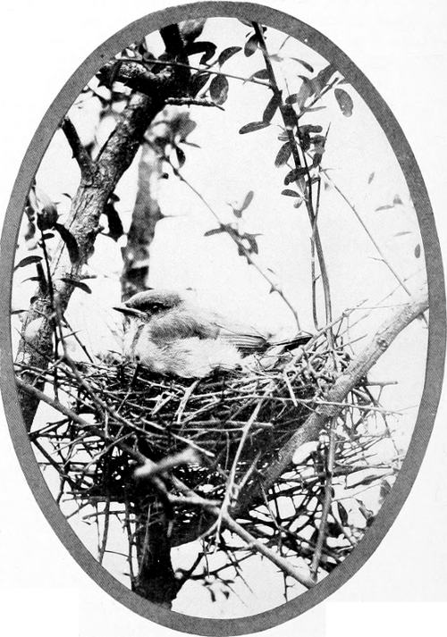 Taken in Oregon. Photo by Finley and Bohlman. YOUNG CALIFORNIA JAY.