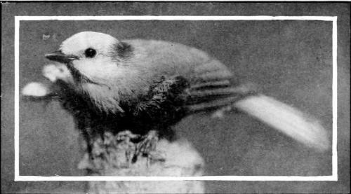 Taken near Spokane. Photo by W. H. Wright. WHITE-HEADED JAY.