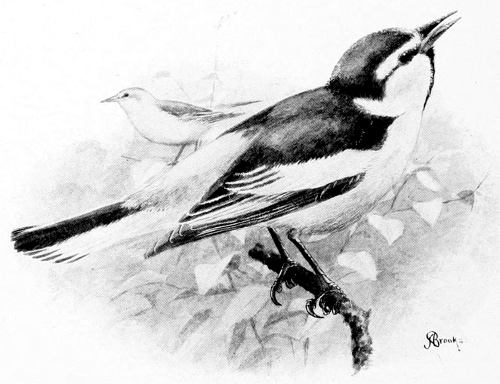 BULLOCK’S ORIOLE.