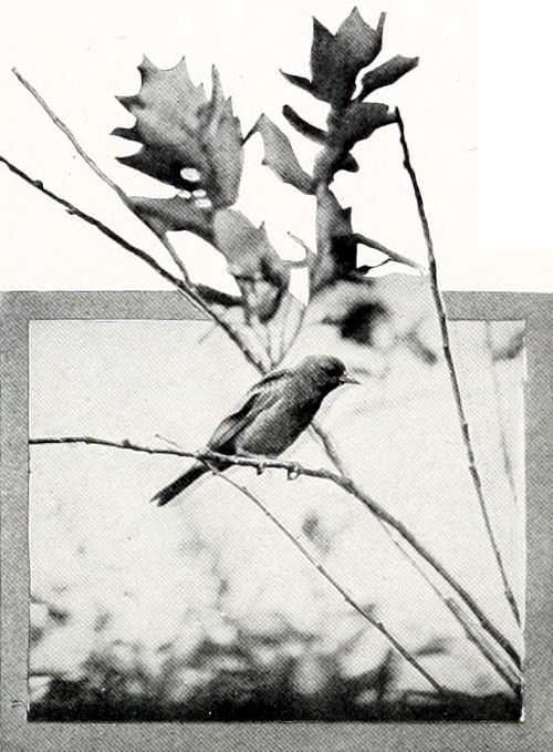 Taken near Spokane. Photo by F. S. Merrill. FEMALE BULLOCK ORIOLE.