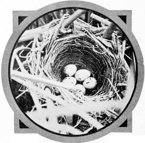 Taken near Spokane. Photo by F. S. Merrill. NEST AND EGGS OF THE COLUMBIAN REDWING.