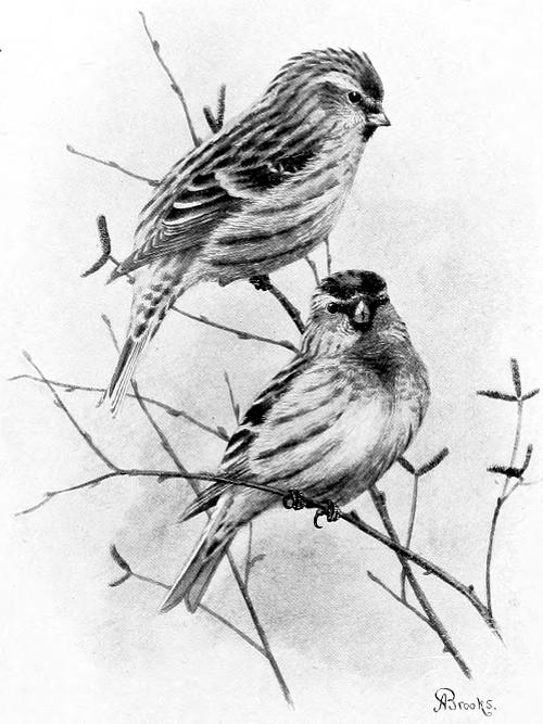 REDPOLLS IN WINTER.