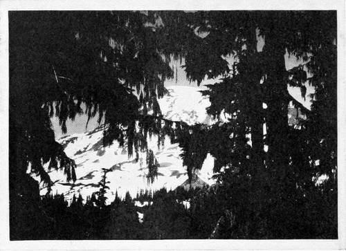 Photo by W. Leon Dawson. THE DRAPERIES OF PARADISE. RAINIER AS SEEN BY THE SISKIN.