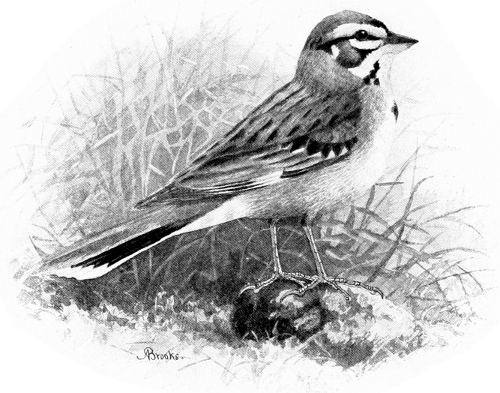 WESTERN LARK SPARROW.