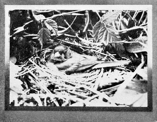 Taken near Portland. Photo by W. L. Finley. SIR! YOU INTRUDE! FEMALE SHUFELDT JUNCO ON NEST.