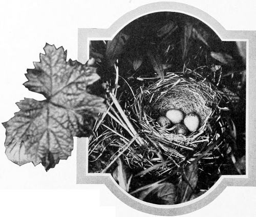 Taken in Whatcom County. Photo by the Author. NEST AND EGGS OF SHUFELDT JUNCO.