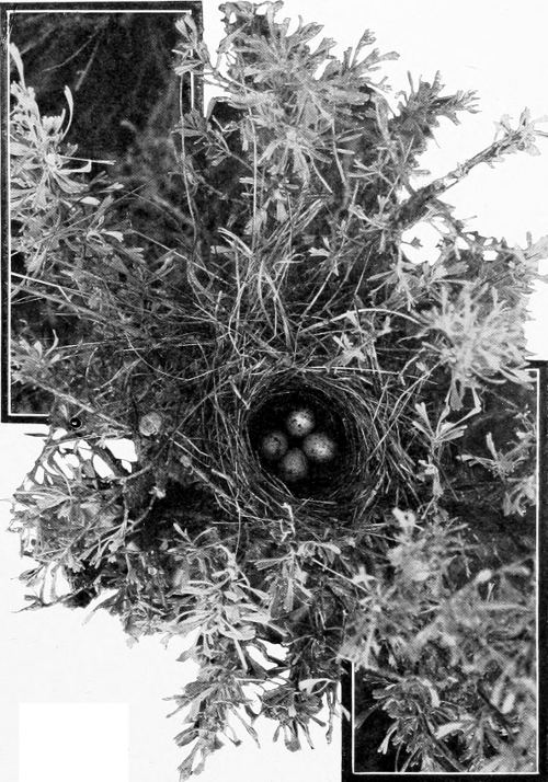 Taken in Douglas County. Photo by the Author. NEST AND EGGS OF BREWER SPARROW.