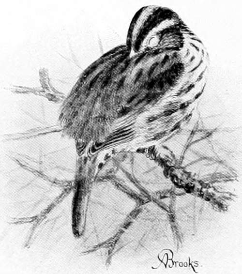 SONG SPARROW ASLEEP.