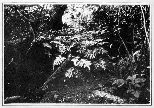 Taken on Carroll Islet. Photo by the Author. NEST OF SOOTY FOX SPARROW IN FERN CLUMP. THE NEST ITSELF IS ALMOST INVISIBLE BECAUSE BURIED IN MOSS AND FERN LEAVES.