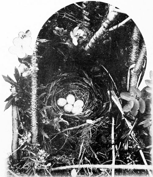 Taken in Oregon. Photo by A. W. Anthony. NEST AND EGGS OF THE SPURRED TOWHEE.