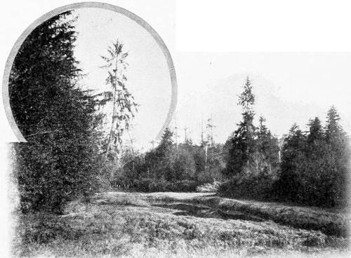 Taken in Clallam County. Photo by the Author. THE GROSBEAK’S CONCERT HALL.