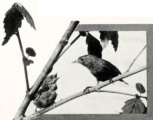 Taken in Oregon. Photo by Bohlman and Finley. A HUNGRY CHICK. LUTESCENT WARBLER, FEMALE AND YOUNG.