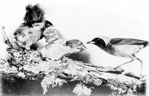 Taken in Oregon. Photo by H. T. Bohlman and W. L. Finley. AN ENTHUSIASTIC RECEPTION. MALE PACIFIC YELLOW-THROAT FEEDING YOUNG.