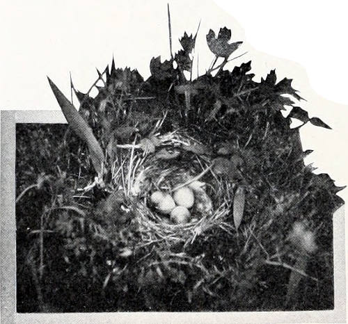 Taken near Tacoma. Photo by J. H. Bowles. NEST AND EGGS OF PACIFIC HORNED LARK.