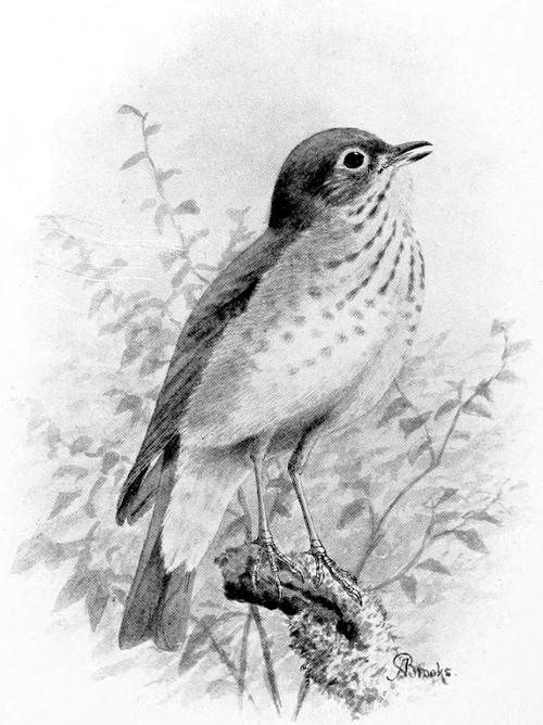 RUSSET-BACKED THRUSH.