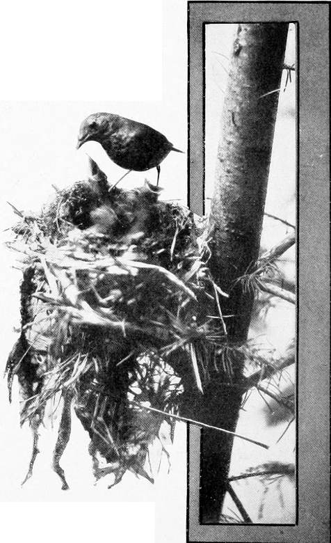 Taken in Oregon. Photo by Bohlman and Finley. MOTHER RUSSET AND HER BROOD.