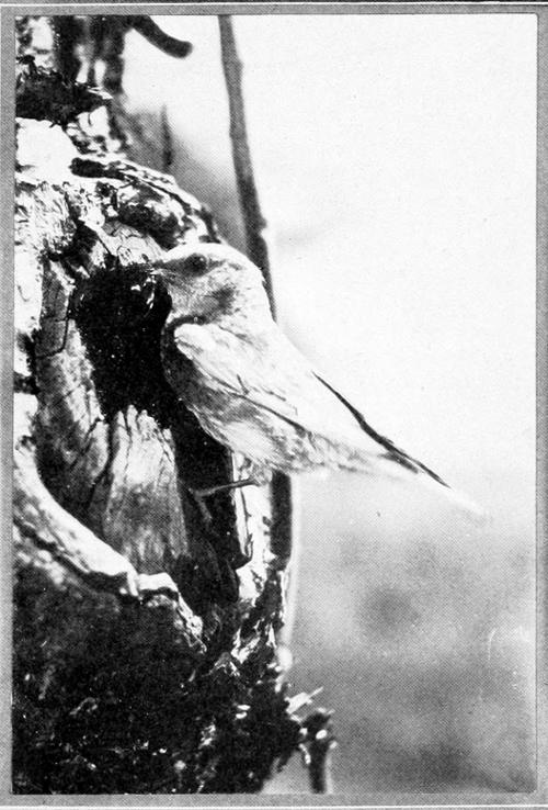 Taken in Oregon. Photo by Finley and Bohlman. WESTERN BLUEBIRD AT NEST.