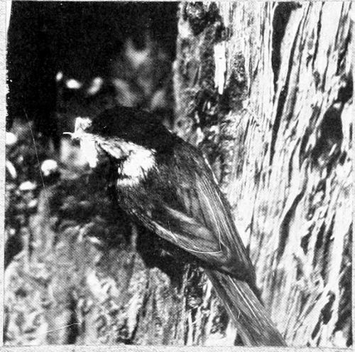 Taken in Oregon. Photo by W. L. Finley. LADEN WITH DAINTIES. OREGON CHICKADEE NEAR NEST.