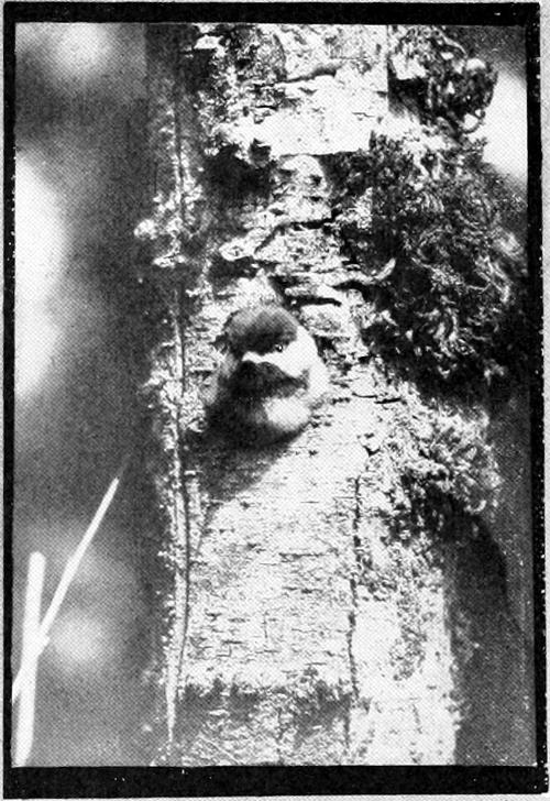 Taken in Oregon. Photo by Bohlman and Finley. A TIGHT FIT. YOUNG OREGON CHICKADEE EMERGING FROM NEST.