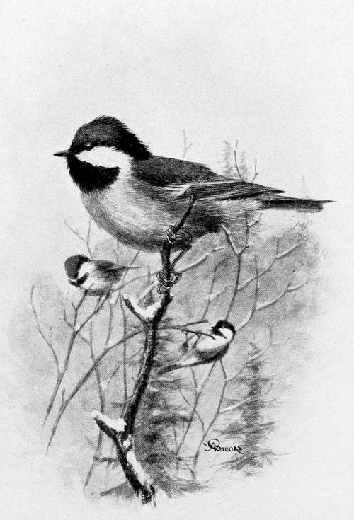 CHESTNUT-BACKED CHICKADEE.