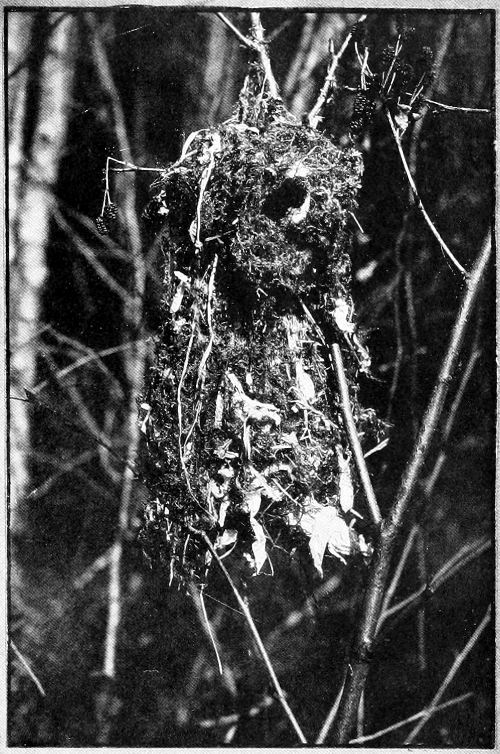 Taken in Tacoma. Photo by Dawson and Bowles. NEST OF THE BUSH-TIT IN SITU.