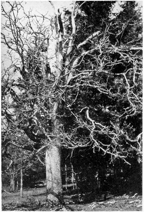 Taken in Pierce County. Photo by the Author. A TYPICAL NESTING SITE OF THE RED-BREASTED NUTHATCH. AN OAK TREE (QUERCUS GARRYANA) AT THE BORDER OF THE PRAIRIE.