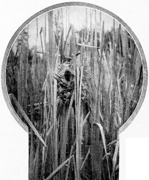 Taken near Spokane. Photo by F. S. Merrill. NEST OF WESTERN MARSH WREN, IN SITU.