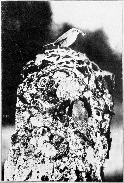 Taken in Oregon. Photo by W. L. Finley. A VERY BUSY WREN. NOT QUITE SO BUSY AS APPEARS, HOWEVER. THE PICTURE IS A COMPOSITE AND PRESENTS THE SAME BIRD TWICE.