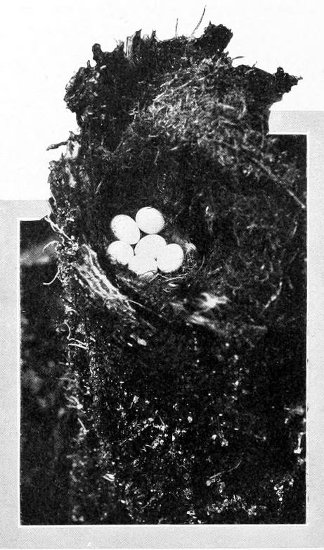 Taken near Tacoma. Photo by Dawson and Bowles. NEST AND EGGS OF WESTERN WINTER WREN IN STUMP. TOP OF STUMP REMOVED. AN UNUSUAL NESTING-SITE WHERE ONE WOULD SOONER HAVE EXPECTED TO FIND OREGON CHICKADEE.