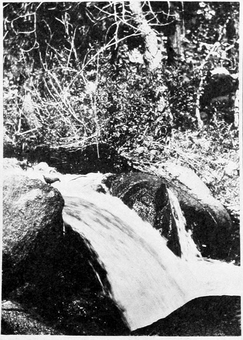 Taken in California. Photo by Frederick Bade. THE LAST STATION. IN ANOTHER MOMENT THE OUZEL WILL VISIT HER BROOD UNDER THE WATERFALL.