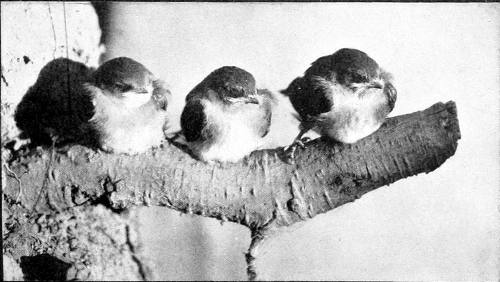 Taken in Oregon. Photo by H. T. Bohlman and W. L. Finley. BABY ROUGH-WINGS.